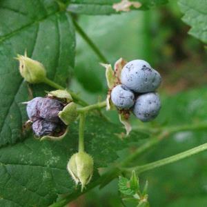 Die Subgattungen sind sehr einfach zu unterscheiden und auch die Sektion Caesii mit der Kratzbeere (R. caesius) als einziger Art lässt sich innerhalb der Subgattung Rubus noch gut abtrennen.