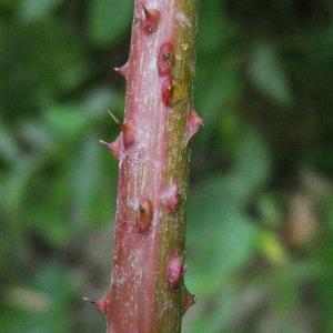 Höcker, sehr dicht; Endblättchen oft breiter als lang, unterseits weichhaarig, grün Rubus gracilis Rubus franconicus Rubus rudis