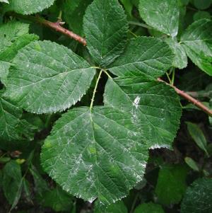 pedat; Blättchen münden keilförmig in ihren Stiel Rubus montanus Mittelgebirgs-Brombeere Rubus Hiemales Discolores Schößling kahl,