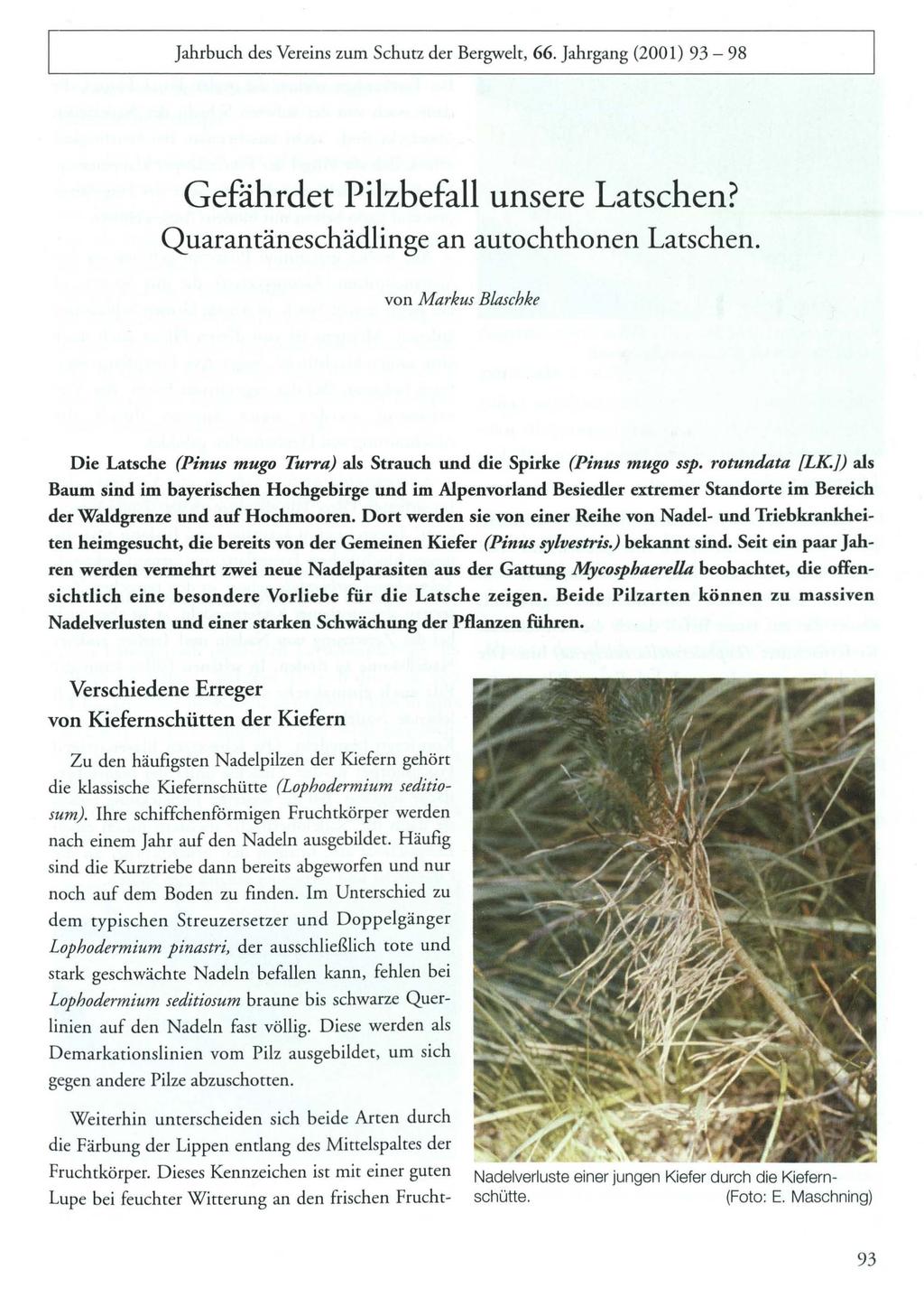 Jahrbuch des Vereins zum Schutz der Bergwelt, 66. Jahrgang (2001) 93-98 Gefährdet Pilzbefall unsere Latschen? Quarantäneschädlinge an autochthonen Latschen.