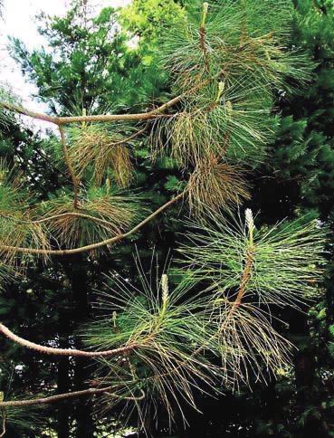The pathogen is capable of damaging the native to Europe Black pine (Pinus nigra J.F. Arnold) considerably. Therefore forestry risks result.