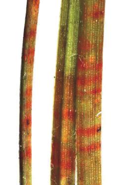 Abb. 2. Charakteristische ziegelrote Bänderung an erkrankten Nadeln von Pinus ponderosa. 12 NANNIG, 2007; SCHUMACHER, 2014).