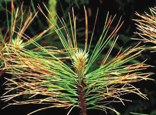 1 Bestimmung des Krankheitserregers und Differenzialdiagnose Für die diagnostischen Untersuchungen wurden von zwei erkrankten Bäumen (Pinus jeffreyi, P.