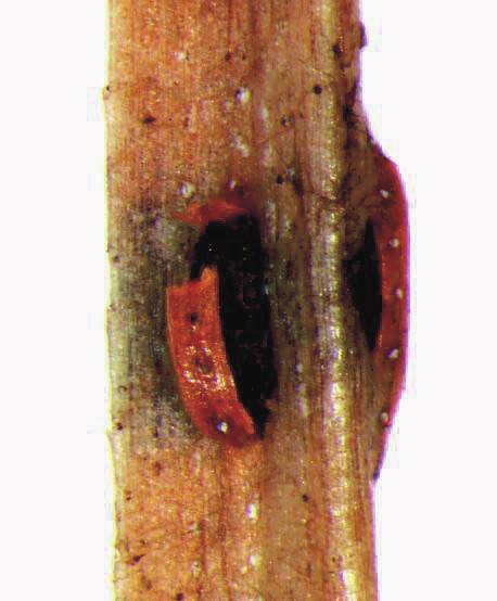Dazu wurden die Entwicklungsstadien des Pilzes nach 24-stündiger Feuchtkammer-Exposition der Nadelproben mikroskopisch untersucht.