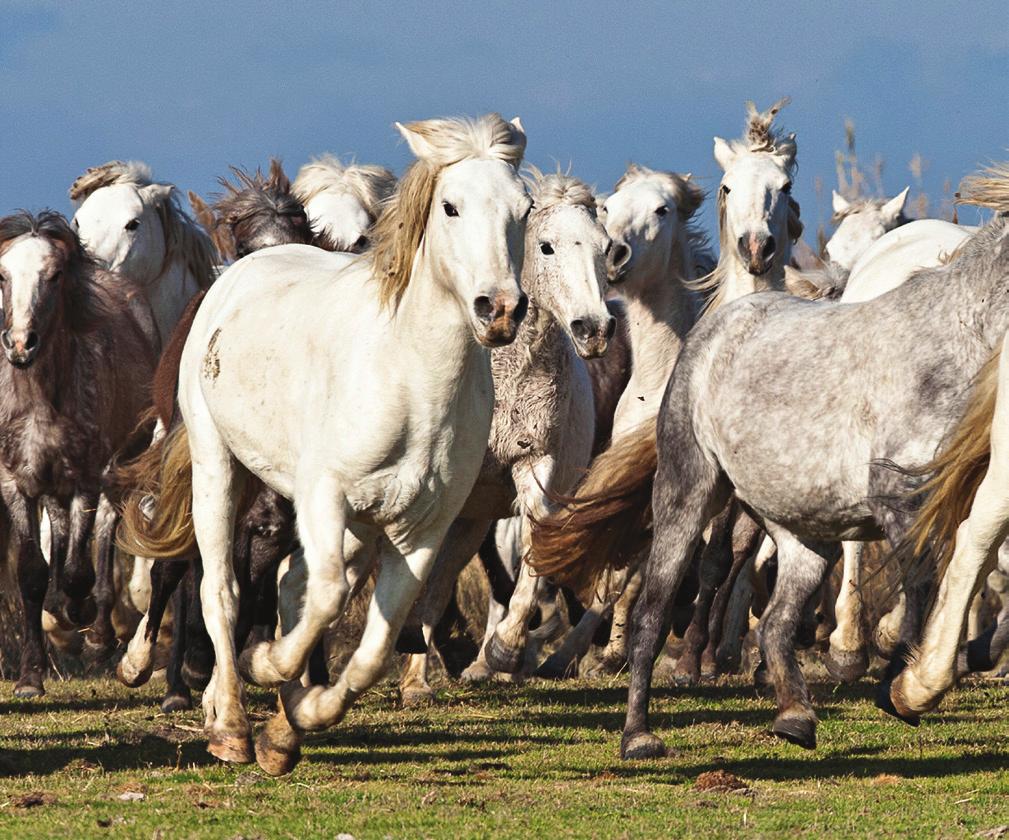 Rasseporträt Camargue-Pferd Die Camargue-Pferde im Delta der Rhône leben in großen Herden und fast ungestört vom Menschen.