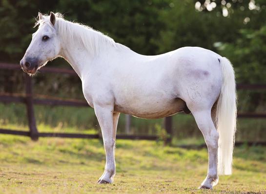 Rasseporträt Camargue-Pferd AUF EINEN BLICK Kategorie Pony Zuchtgebiet Frankreich Größe 135 bis 150 cm Farben Ausschließlich Schimmel, die aber als Rappen oder Braune geboren werden.