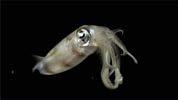 Vertreter der Kopffüßer sind nur im Meer zu finden. Zu den Kopffüßern gehören die größten lebenden Weichtiere. Sie sind teilweise bemerkenswert intelligent.