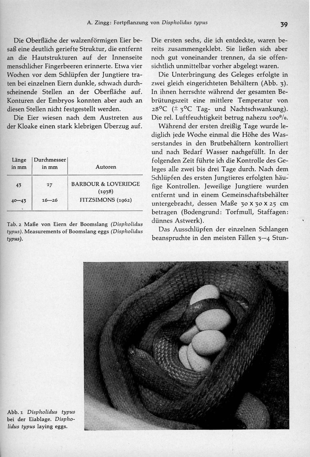 A. Zingg: Fortpflanzung von Dispholidus typus 39 Die Oberfläche der walzenförmigen Eier besaß eine deutlich geriefte Struktur, die entfernt an die Hautstrukturen auf der Innenseite menschlicher