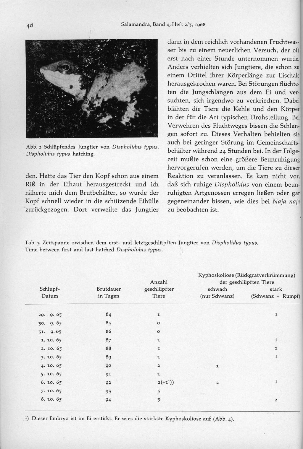 Salamandra, Band 4, Heft 2/;, 968 Abb. 2 Schlüpfendes Jungtier von Dispholidus typus. Displwlidus typus hatching. den.