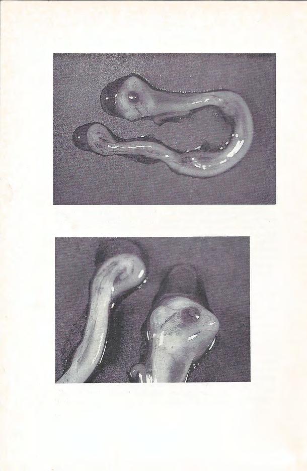 Abb. 1. Embryo von Elaphe g.
