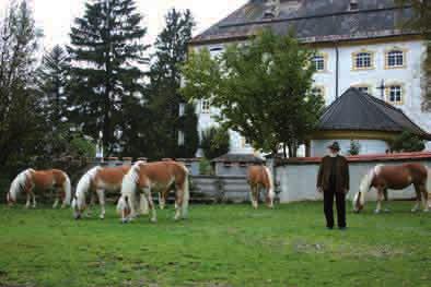Haflinger Pferdezuchtverband Tirol unter neuer Führung Nach turbulenten Zeiten im Haflinger Pferdezuchtverband Tirol weht nun frischer Wind. Am 28.
