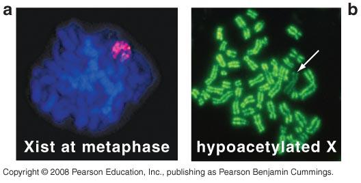 Hybridisierung in Metaphasezellen Das inaktive X