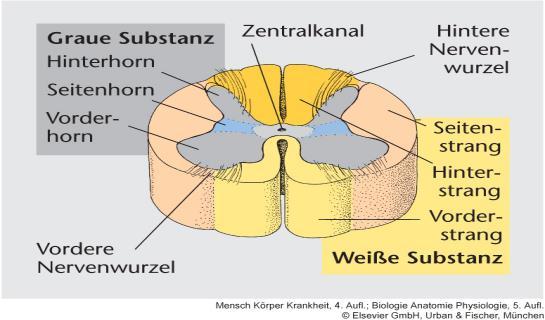 Zentrale (ZNS): Rückenmark Beginn: Hinterhauptsloch