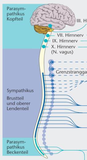 Parasympathicus 