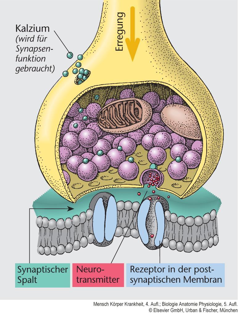 SYNAPSEN Verbindung von Nervenzellen Präsynaptischer Endkopf Synaptischer Spalt NEUROTRANSMITTER = Botenstoffe Synapsen und Neurotransmitter Weitergabe