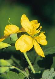 Für die Galle Choleodoron Mischung (Tropfen) ist eine Kombination der Heilpflanzen Gelbwurz und