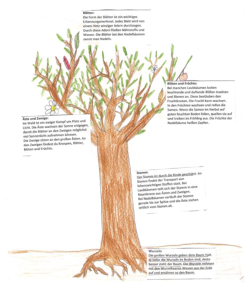 UE 4 Thema: Wir werden Baumforscher Kennenlernen des Aufbaus eines Baumes Benennen und zuordnen der einzelnen Bestandteile des Baumes Differenzierte