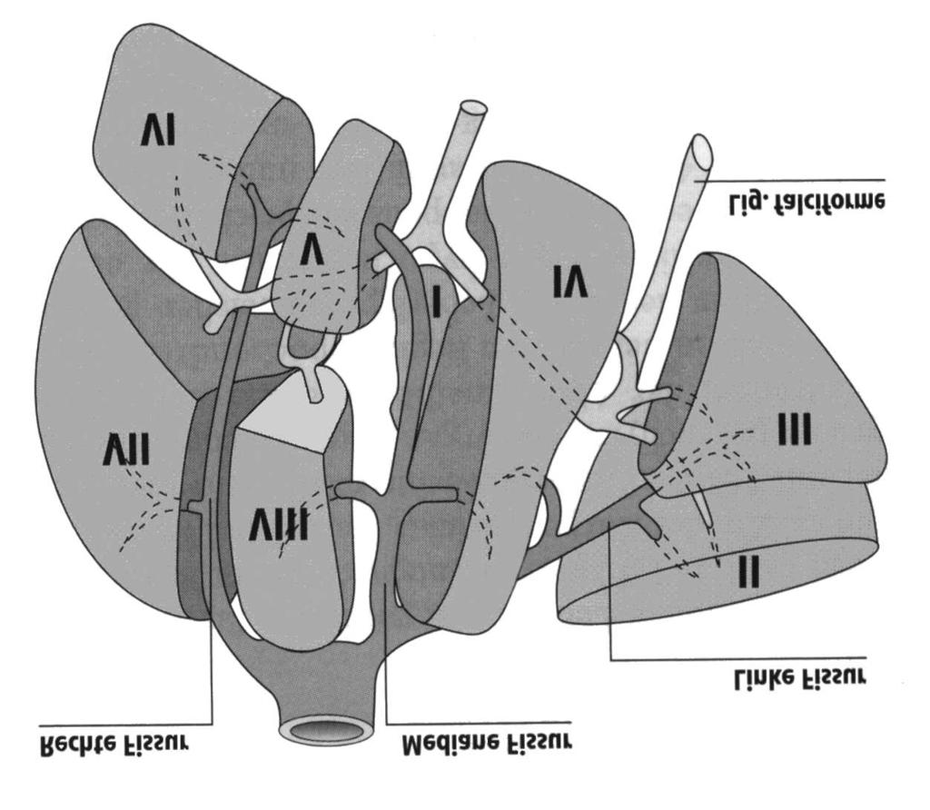 1 Einführung Abbildung 1.4: Funktionelle Segmentanatomie der Leber aus [6] den Segmenten V (inferior) und VIII (superior).
