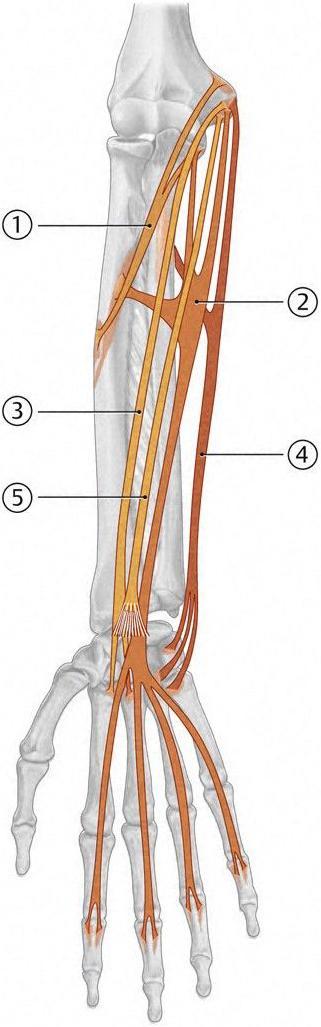 Grundlagen der Anatomie Unterarmmuskulatur O. Sievers -2-3. M.