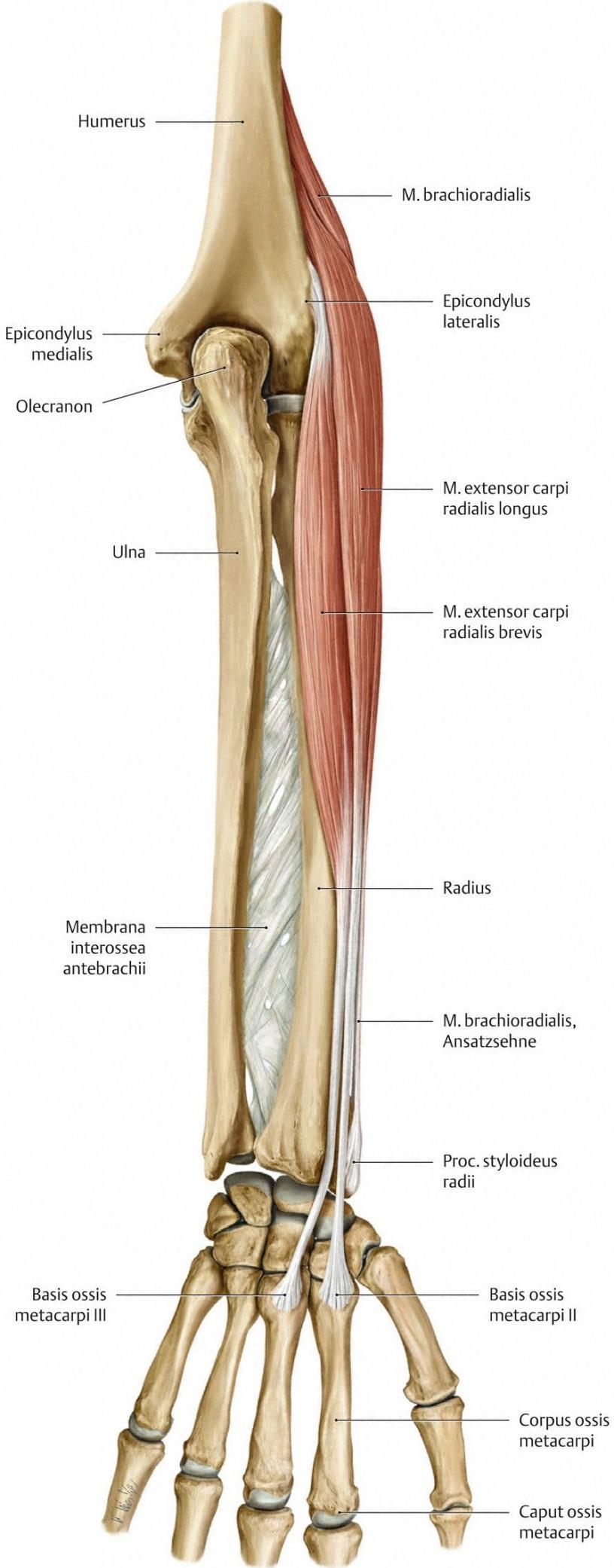 Unterarmmuskulatur