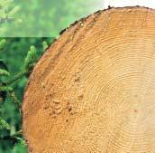 Finnforest Fichtensperrholz kann auch ohne weitere Deckschicht als Fußboden verwendet werden, z.b. beim Ladenbau oder ähnlichen Einsatzgebieten.