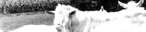 T Z Z V T ä t i g k e i t s b e r i c h t 2 0 0 9 7 Herdebuchaufnahmen 2009 Im Frühjahr 2009 wurden von allen in Tirol vertretenen Ziegenrassen 558 Tiere neu in das Herdebuch aufgenommen.
