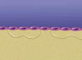 Lining Cells Bone