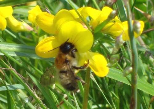 Die Biene saugt aber nicht nur Nektar aus der Blüte. Sie sammelt außerdem Pollen. Die Blütenpollen bleiben einfach an ihrem behaarten Körper hängen.