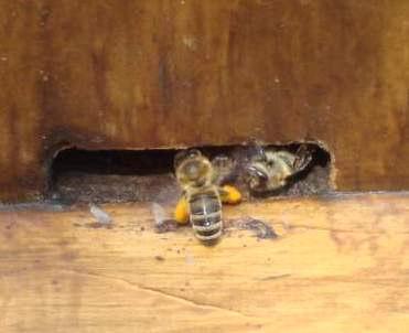 Die Pollenkörbchen der Biene sind voll. Die Pollen dienen als Nahrung für den Nachwuchs.