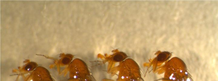 gerechnet werden muss. Die Kirschessigfliege (Drosophila suzukii) gehört zur Familie der Taufliegen, die auch Essigfliegen genannt werden.
