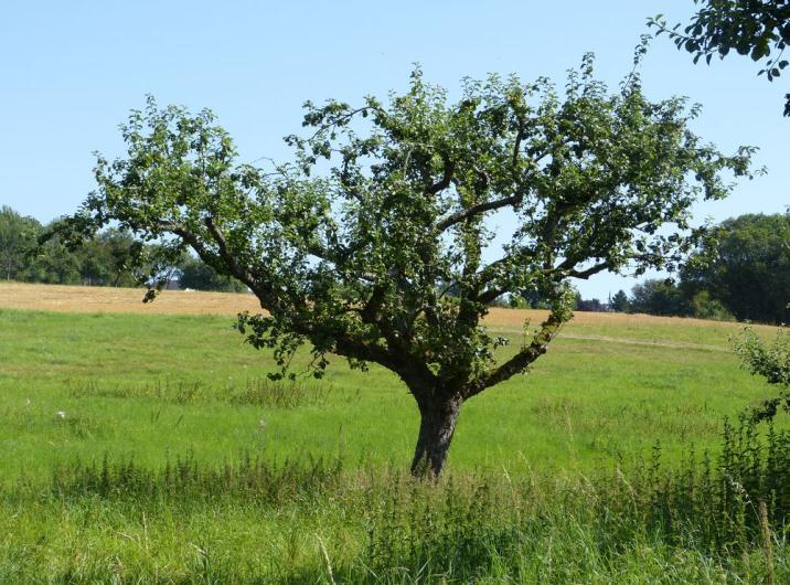 Die Apfelsorten Boskoop, Kaiser Wilhelm und Bonapfel die hier zum Landschaftsbild zählen und den Grundstoff des hiesigen Apfelweins bilden, sollten erhalten werden.