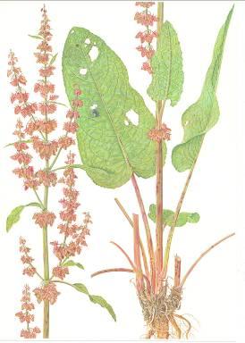 Steckbrief Ampfer-Arten Rumex obtusifolius, Rumex crispus vermehrt auf Ackerflächen Hohe Vitalität der Pflanzen Pfahlwurzel mit