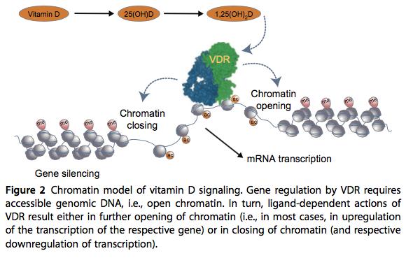 Vitamin D am Genom Source: Molecular Approaches for Optimizing Vitamin D Supplementation Carsten Carlberg1 Institute of