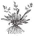 flachgedrückt bildet Horste Rispenarten blüht ganzjährig spitzes BH muffig im Herbst sehr