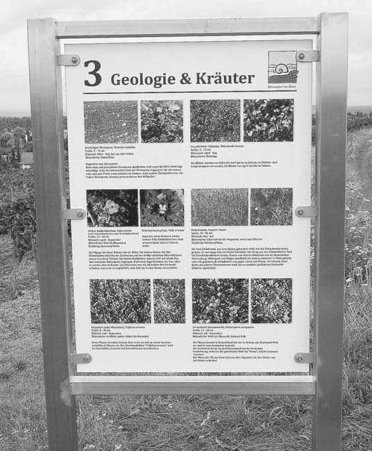 Und Info über die Station 3: Tafel 3 Rückseite: Geologie & Kräuter Tafel 3 Vorderseite: Geologie & Kräuter Die Strandkiese bilden sich aus Rhyolith-Gesteinsschutt, der durch die intensive tropische