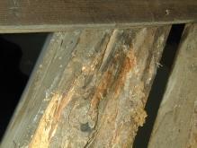 Bei vermorschten und pilzbefallenen Holzteilen wurden die Kanthölzer komplett erneuert.
