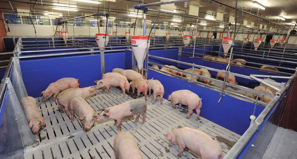 Mastbuchten Sichere Schweinehaltung auf höchstem Niveau Die Mastbuchten von Weda bestehen aus hochwertigen