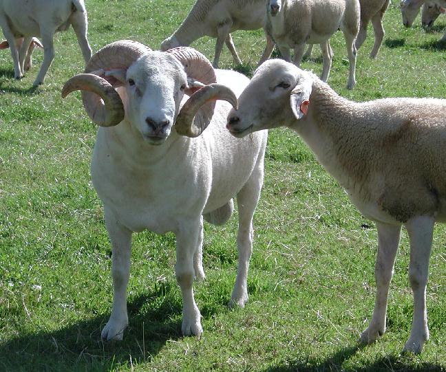 Wiltshire Horn - Schaf Stammt aus der Grafschaft Wiltshire. Auen 70 bis 80 kg, Böcke bei 100 bis 110 kg. Beide Geschlechter behornt. Fruchtbarkeit: Saisonal.
