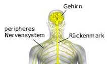 1. Zentralnervensystem (ZNS) umfasst: Gehirn und