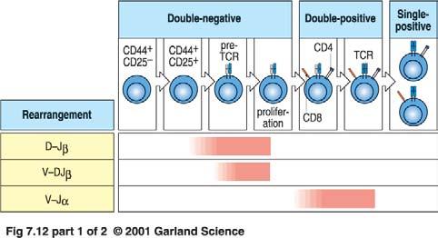 Die Korrelation von Entwicklungsstadien der α:β T-Zellen mit der Umordnung der T-Zell-Rezeptor-Gene und der Expression von