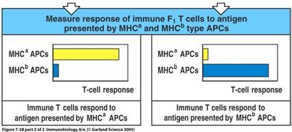 MHC-Restriktion, Michael Bevan 1977 Messung der Reaktion immunisierter F 1 -T-Zellen auf das Antigen, das von APCs des MHC- Typs a und b präsentiert wird