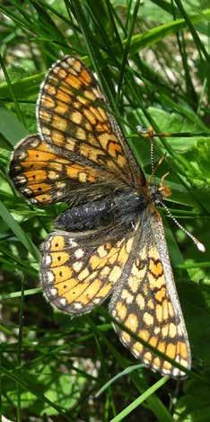 Großschmetterlinge Die vorgenannten Beispiele zeigen, dass die heimische Schmetterlingsfauna einem ständigen Wandel unterliegt überwiegend durch Einflüsse menschlichen Handelns bedingt und deshalb