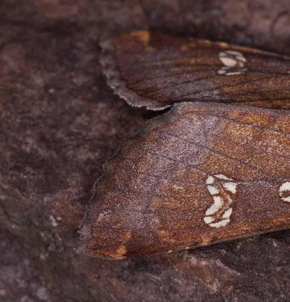 8 Liste der Eulenfalter (Noctuidae)