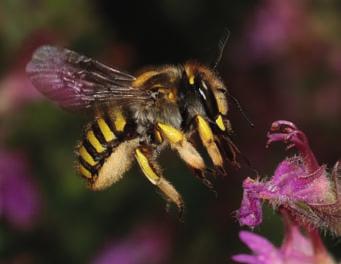 Nachhaltigkeit Getreide Gewässer schützen Wildbienen reagieren deutlich auf ein erweitertes Nahrungsangebot und bauen nach Anlage von mehrjährigen Blühstreifen größere Populationen auf. Foto: C.