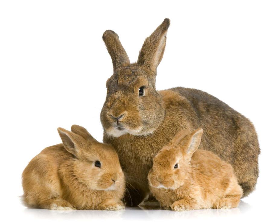 Sie halten Ihr Kaninchen alleine und sind der Meinung, es ist glücklich? Lesen Sie hier, warum das nicht so ist!