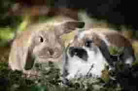 Dieses Argument zeigt, dass Halter nichts über das wirkliche Naturell von Kaninchen wissen: Kaninchen sind in der Natur scheue Fluchttiere Dennoch sind auch Kaninchen gerne bereit, ihre Scheu vor dem