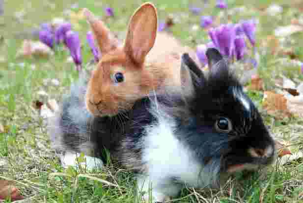 und gemeinsam fressen diese Vorstellung zeigt, dass absolut kein Wissen über das normale Verhalten von Kaninchen vorliegt.