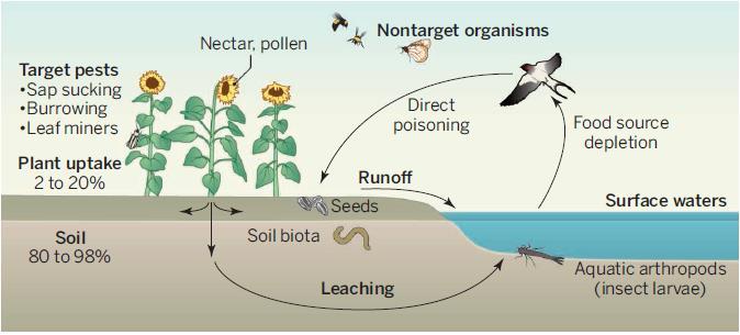 Das Problem mit den Neonikotinoiden Nektar, Pollen Nicht Ziel Insekten Schädliche Insekten Aufnahme durch Pflanzen Direkte Vergiftung Verlust an Futter Boden