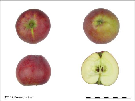 NAP 02-21: Einführungssammlung Kirschen und Pflaumen Wie bereits im Jahr 2004 konnten am Steinobstzentrum Breitenhof Früchte von Bäumen mit Pflanzjahr 2000 geerntet werden.