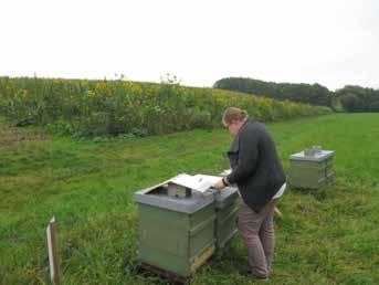 Bild 7.4.4: Bienenstand im Untersuchungsjahr 2014 an der Versuchsfläche im 1.